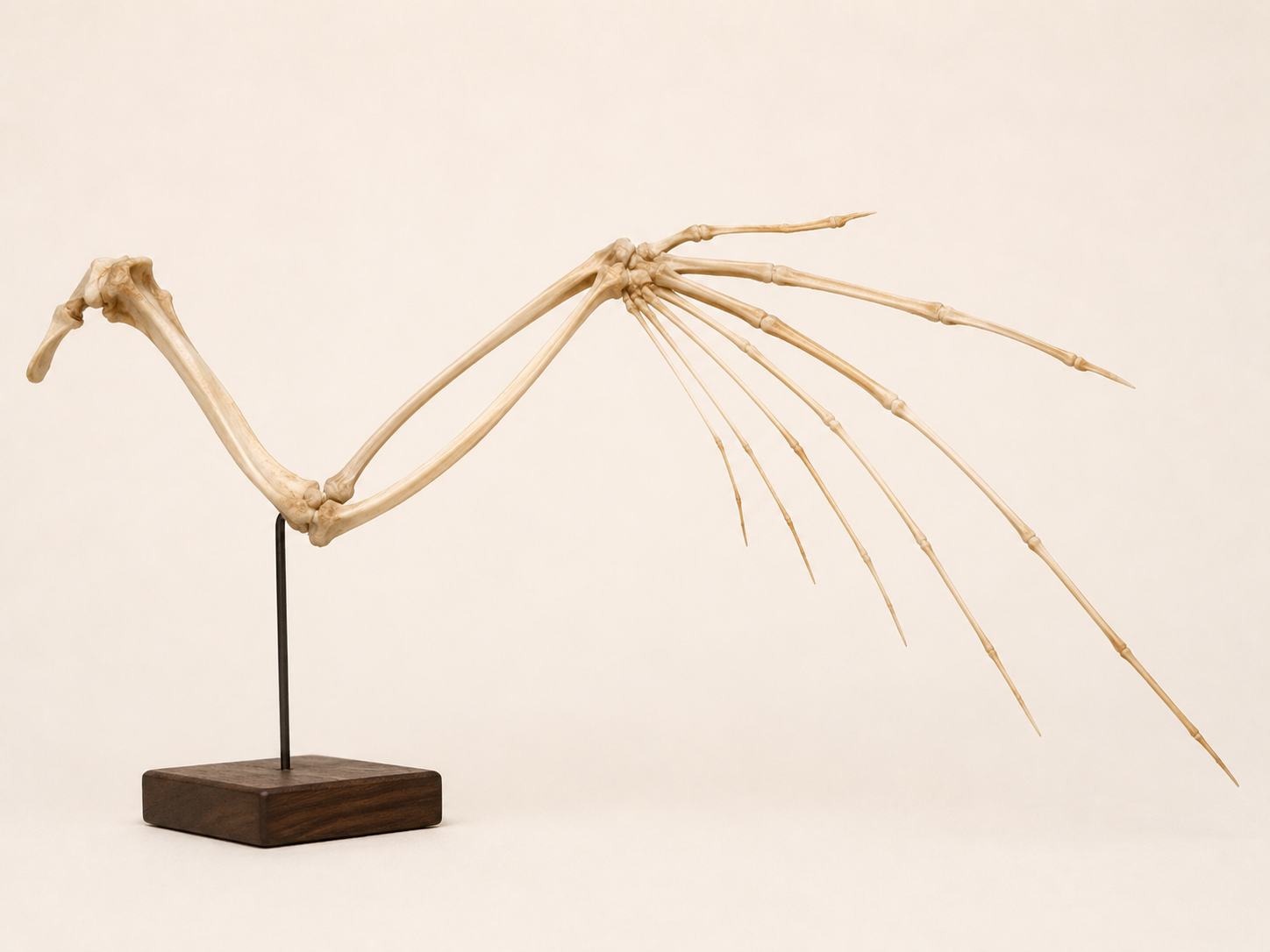 Neutral line diagram of a bird wing skeleton.